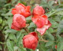 Vulgens rose photo