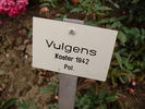 Vulgens rose photo