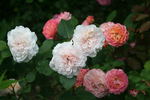 Bredon ® rose photo