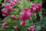 Anči Böhmová rose photo