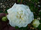 Mary Lovett rose photo