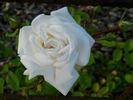 Mary Lovett rose photo