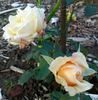 Barbara Richards rose photo