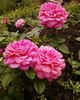 Dan Poncet ® rose photo