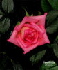 Tiny Petals rose photo