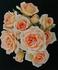 Angel's Blush rose photo