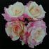 Suffolk rose photo