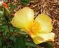 Butterfly Kisses rose photo