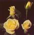Fairest Of Fair rose photo