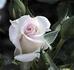 Figurine ™ rose photo