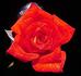 Finest Hour rose photo