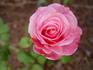 Royal Ascot ® rose photo