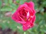 Chelsea Belle rose photo
