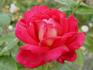 Disco rose photo