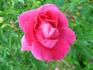 Gites de France rose photo