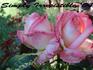 Simply Irresistible rose photo