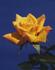 Golden Beryl rose photo