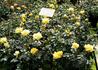 Golden Beryl rose photo