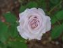 Admirable rose photo