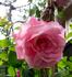 Basye's Myrrh-Scented Rose rose photo