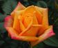 Amber Sunset rose photo
