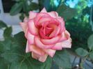 Oksana rose photo