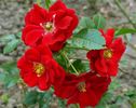 Austriana ® rose photo