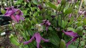 Pangbourne Pink clematis photo