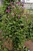 Pangbourne Pink clematis photo
