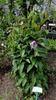 Rosea clematis photo