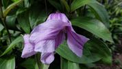 Rosea clematis photo