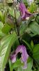 Rosea clematis photo