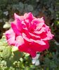 Old Smoothie rose photo