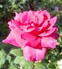Old Smoothie rose photo