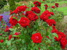 Viva rose photo