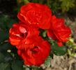 Cookies ® rose photo