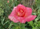 World Peace ™ rose photo