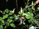 April Mooncrest rose photo