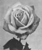 Frau Lilla Rautenstrauch rose photo