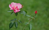 Achille rose photo