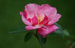 Achille rose photo