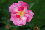Achille rose photo