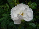 Cumulus rose photo