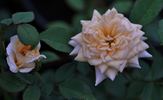 October Moon rose photo