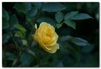 1-72-1Rugelda rose photo