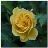 1-72-1Rugelda rose photo