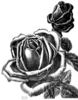 Magnafrano rose photo
