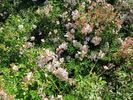 Green Snake rose photo