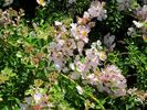 Green Snake rose photo