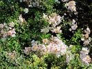 Green Snake rose photo